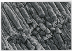קונכייה בתקריב שבוצע במיקרוסקופ אלקטרונים. חומר מרוכב טבעי