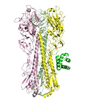 המבנה המולקולרי של חלבון נגיף השפעת הספרדי (המגלוטינין), כשהוא קשור בחוזקה לחלבון (בירוק) שפותח באמצעות השיטה הממוחשבת החדשה