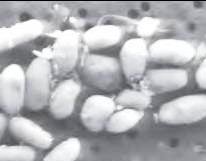 חיידקים על מצע עשיר בארסנאט. צילום: נאס"א