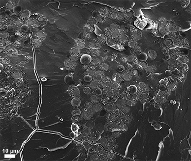 צילום במיקרוסקופ אלקטרונים סורק: עובר קיפוד ים מוקפא המכיל מספר גדול של שלפוחיות תוך-תאיות