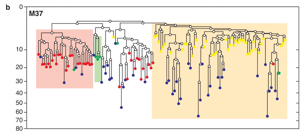 קביעת עץ המשפחה של תאי עכבר מראה, כי תאי הביציות (באדום) מרוחקים מבחינה גנטית משני סוגים של תאי גזע בלשד העצם (בצהוב ובכחול)